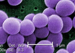 III. krajský mezioborový mikrobiologicko-infektologický seminář